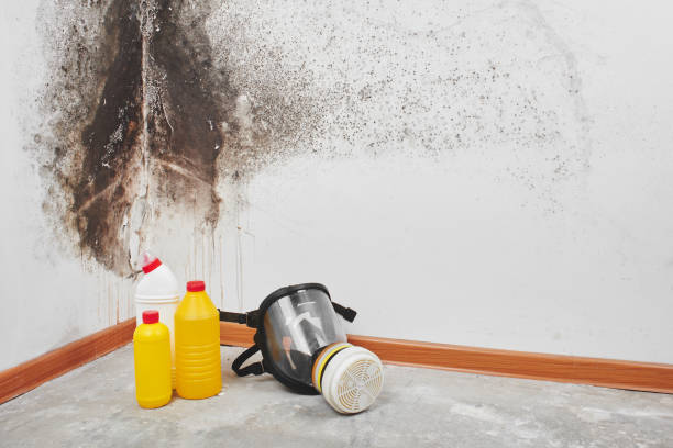 Best Mold Testing  in Fris, CO