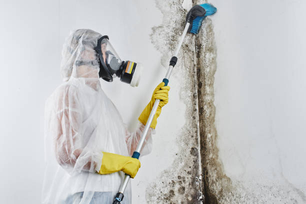 Trusted Frisco, CO Mold Removal Experts