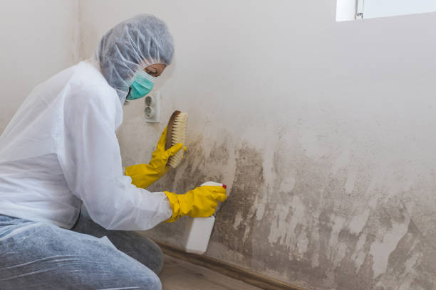 Best Toxic Mold Removal  in Fris, CO