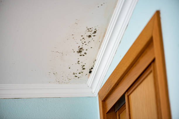 Best Mold Removal Process  in Fris, CO