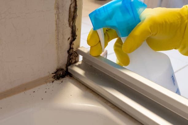Best Mold Cleaning Services  in Fris, CO