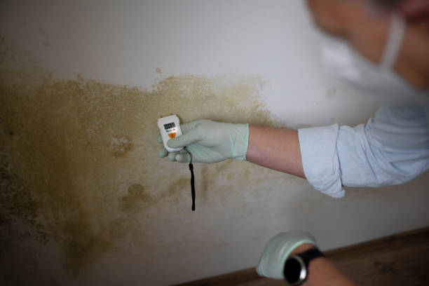 Best Office Mold Removal Services  in Fris, CO