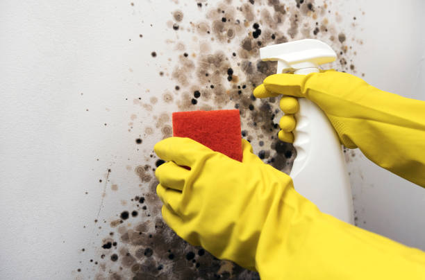 Best Attic Mold Removal  in Fris, CO