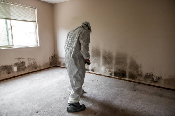 Best Mold Remediation  in Fris, CO