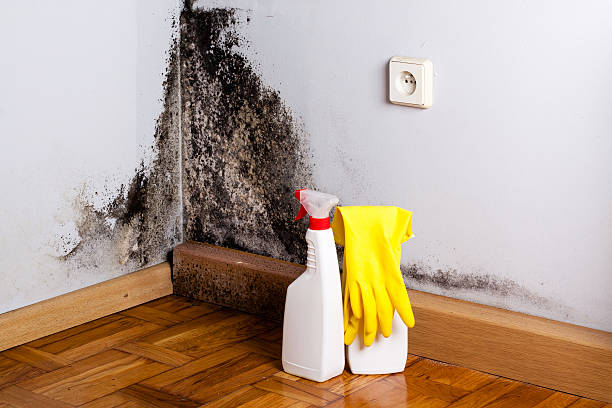Best Fast Mold Removal  in Fris, CO