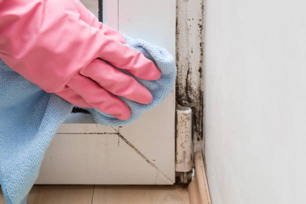 Best Mold Damage Repair  in Fris, CO