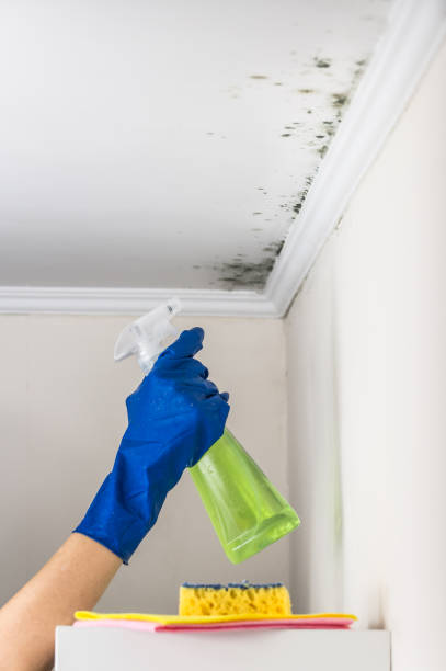 Best Fast Mold Removal  in Fris, CO